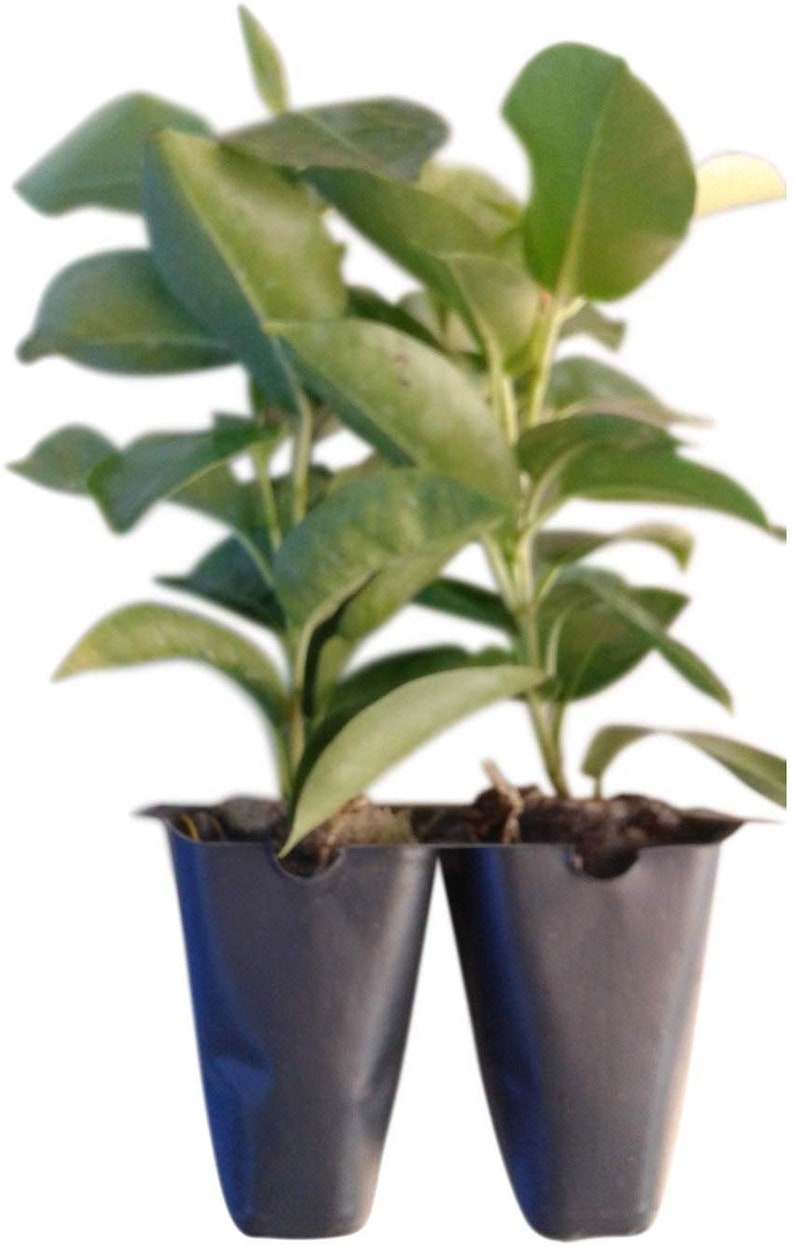 May include: Two small green plants in black plastic pots. The plants are in a single pot with two compartments.
