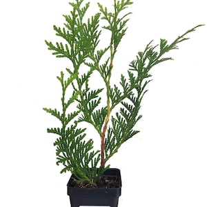 May include: A small green cedar tree in a black plastic pot. The tree is about 12 inches tall and has a bushy, rounded shape. The pot has a label that says "Sandy's Nursery Online".
