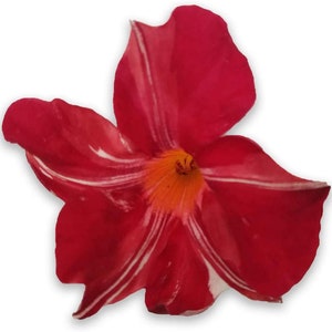 May include: A single red flower with white stripes, blooming with a bright orange center.