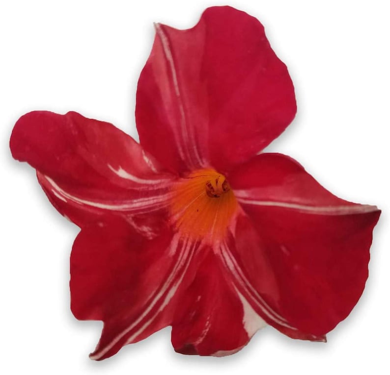May include: A single red flower with white stripes, blooming with a bright orange center.