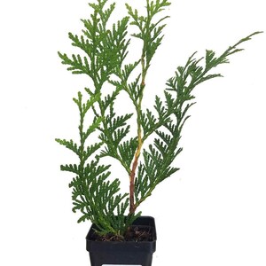 K&ouml;nnte beinhalten: Ein kleiner gr&uuml;ner Zedernbaum in einem schwarzen Plastiktopf. Der Baum ist etwa 30 cm hoch und hat eine buschige, abgerundete Form. Der Topf hat ein Etikett mit der Aufschrift "Sandy's Nursery Online".