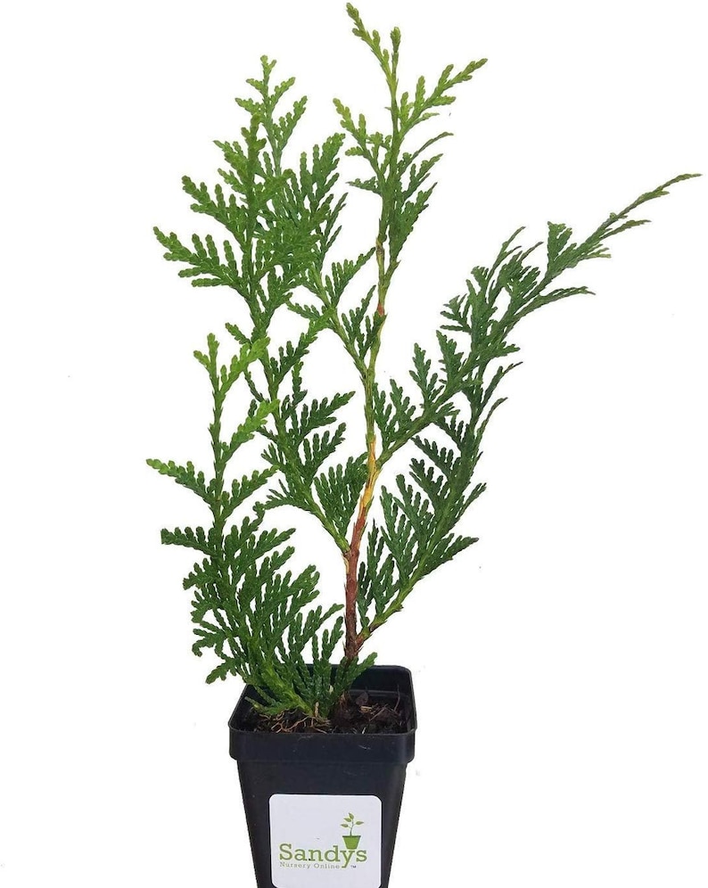 K&ouml;nnte beinhalten: Ein kleiner gr&uuml;ner Zedernbaum in einem schwarzen Plastiktopf. Der Baum ist etwa 30 cm hoch und hat eine buschige, abgerundete Form. Der Topf hat ein Etikett mit der Aufschrift "Sandy's Nursery Online".