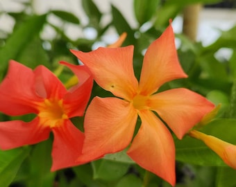 Mandevilla ¡NUEVA! Planta de inicio de naranja FiredUp 2024, lote de 2