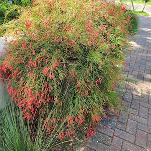 Firecracker Red Russelia Equisetiformis Starter Plant, Lot of 2