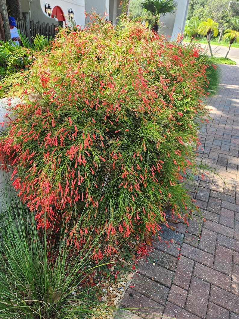 Planta de inicio de Russelia Equisetiformis de color rojo petardo, lote de 2 imagen 1