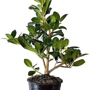 May include: A white ceramic mug with a black handle and the text "But First, Coffee" in a black, handwritten-style font. The mug is on a white surface.