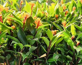 Può includere: Un denso gruppo di piante di zenzero dal verde vibrante, caratterizzate da lunghe foglie appuntite e fiori arancioni eretti e spinosi. Il fogliame è rigoglioso e stratificato, con molteplici steli che si innalzano dalla base.