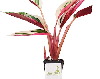 Stromanthe Accent Plant, Triostar Multicolored Leaves, Starter Plant