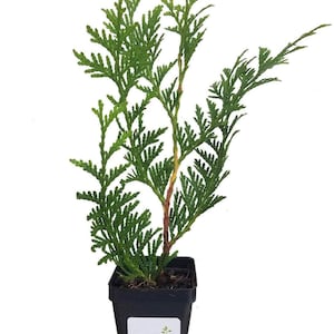 Thuja Green Giant Arborvitae Tree, 16-20+ Inches Tall, Lot of 15, 3 Inch deep Pot