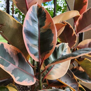 May include: Close-up of a variegated rubber plant with large, oval-shaped leaves. The leaves display a mix of colors, including dark green, pink, and light brown. The plant's stems are reddish, and the background is blurred.