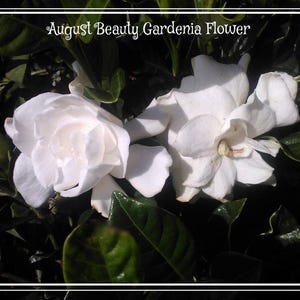 Gardenia August Beauty Starter Plant 画像 2