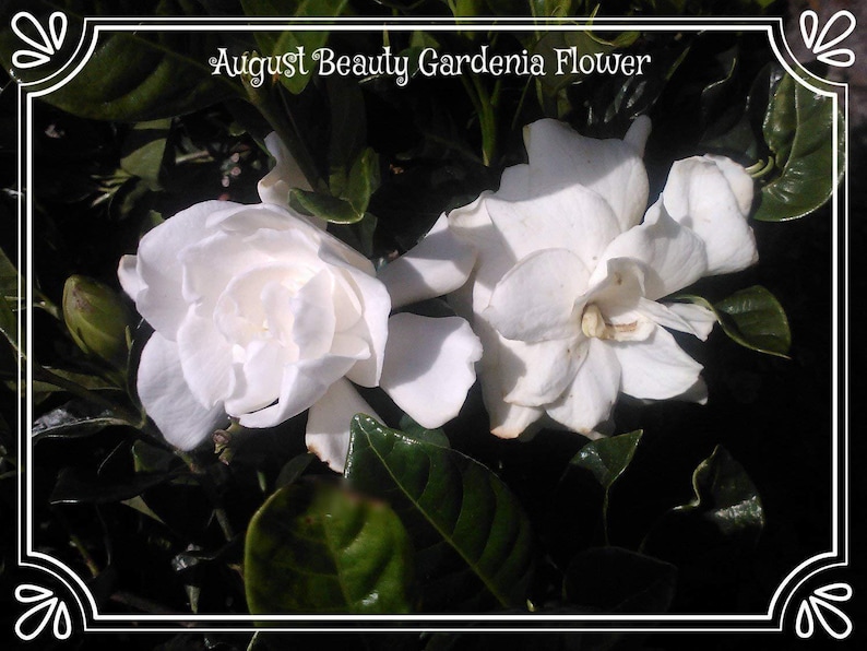Gardenia August Beauty Starter Plant 画像 2