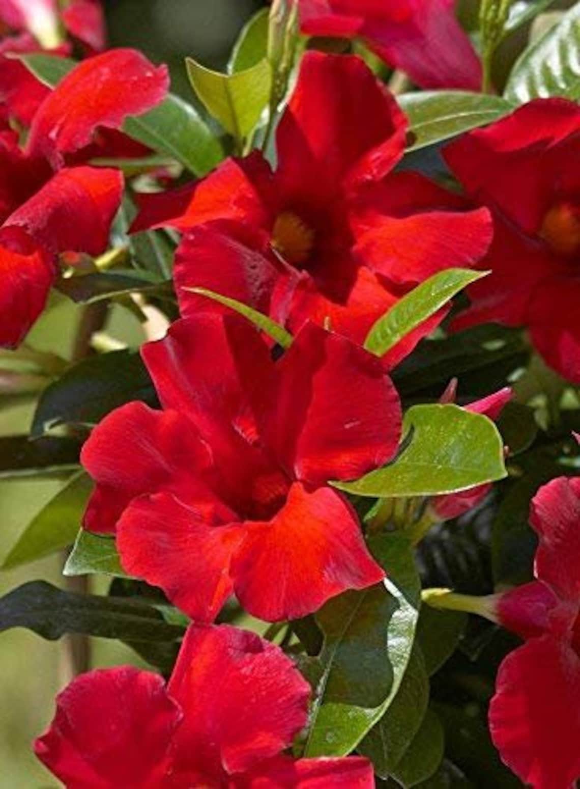 Mandevilla Tropical Plant Giant Crimson Red Flower Starter image 0