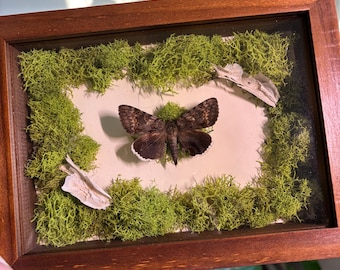 Unique Moth Taxidermy