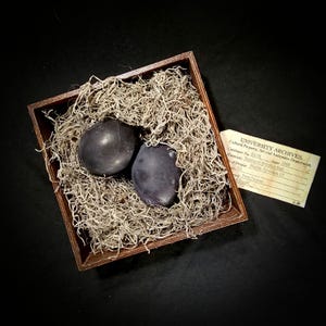 Puede incluir: Una caja de madera llena de musgo seco, que contiene dos piedras lisas de color púrpura oscuro. Una pequeña etiqueta con el texto "UNIVERSITY ARCHIVES" está adjunta a la caja. La caja está sobre un fondo negro.