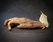 Monkey's Paw Talisman Replica - Brown