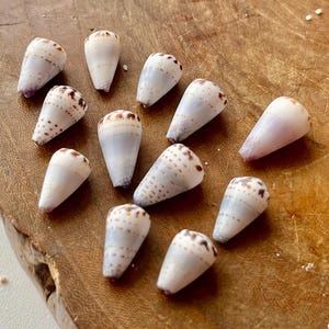 May include: A collection of twelve small, conical sea shells. Each shell features a smooth, off-white base colour with subtle light brown or tan speckled patterns arranged in horizontal bands around the exterior surface of the pointed shells.