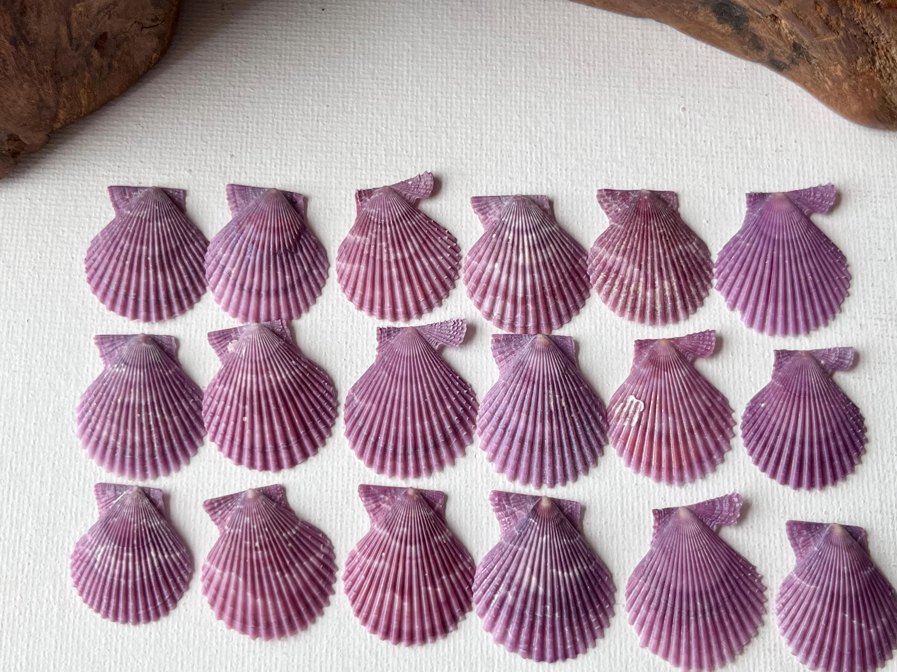 セイシェル諸島 切手 海亀 1979年製 激レアです セイシェル諸島 切手