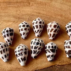 Jewelry Grade Hebrew Cone Shells – Cleaned & Ready for Crafting – Light Clear Coat  /Japanese Beach Find C15