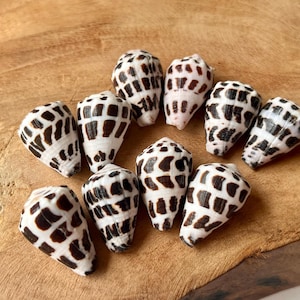 Puede incluir: Un conjunto de diez conchas cónicas, cada una con una base blanca y un patrón distintivo de marcas rectangulares de color marrón oscuro dispuestas en filas. Las conchas tienen forma cónica, estrechándose hacia una punta en un extremo.