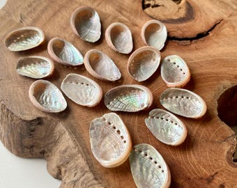 Pequeña concha de abulón verde - Decoración costera natural recogida en la playa R44