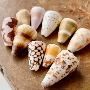 May include: A collection of ten cone shells featuring various natural patterns and colors, including shades of brown, white, tan, and cream. Each shell displays a distinct conical shape with unique markings such as spots, stripes, and geometric textures.