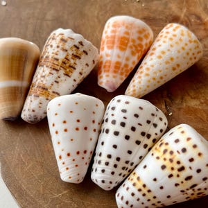 Könnte beinhalten: Eine Sammlung von sieben Kegelschneckenhäusern mit verschiedenen Mustern und Farben. Die Gehäuse weisen unterschiedliche Zeichnungen auf, darunter braune Streifen, orangefarbene Punkte und schwarze quadratische Flecken auf weißem, beigem und orangefarbenem Grund.