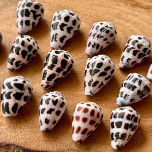 Hebrew Cone Shell: Natural Japanese Beach Find C9