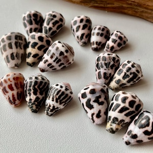 Puede incluir: Una colección de quince conchas cónicas que presentan una base de color crema pálido con patrones de manchas de color marrón oscuro a negro. Cada concha tiene una forma cónica con un ápice puntiagudo y una base más ancha.