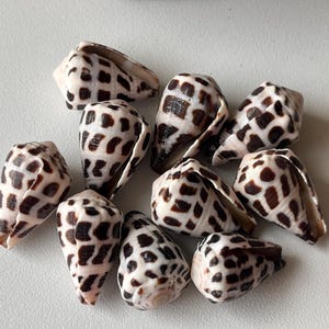 Jewelry Grade Hebrew Cone Shells – Cleaned & Ready for Crafting – Light Clear Coat  /Japanese Beach Find C14