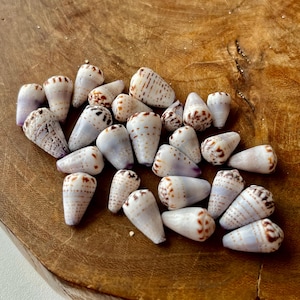May include: A collection of small, conical sea shells featuring a smooth, off-white base colour with intricate brown speckled patterns and horizontal bands. Each shell has a pointed apex and a rounded base, displaying natural variations in markings.