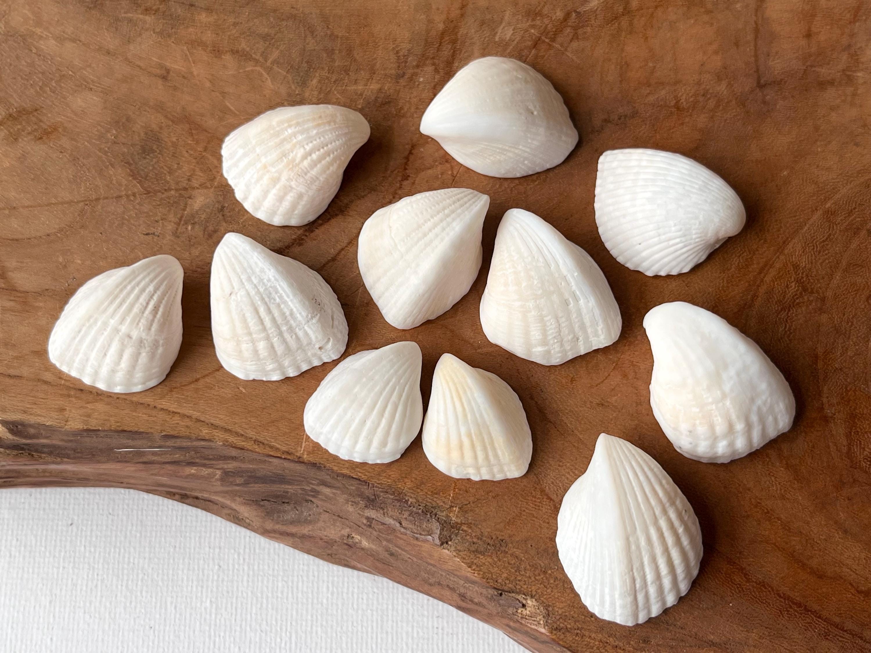 天然素材　貝殻　珊瑚　シー玉　ブンブク　ウニ殻　海藻　微小貝 天然素材 貝殻 珊瑚 シー玉 ブンブク ウニ殻 海藻 微小貝 天然