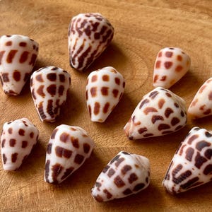 Hebrew Cone Shell: Natural Japanese Beach Find C10