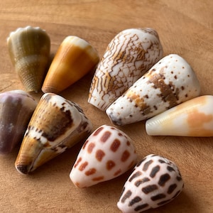 Japanese Cone Shell: Natural Japanese Beach Find C27