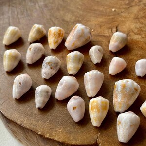 Puede incluir: Una colección de veintidós pequeñas conchas marinas cónicas esparcidas sobre una superficie. Las conchas presentan una textura suave y pulida con una paleta de colores que va desde el blanco crema y rosa pálido hasta patrones moteados en naranja y marrón claro.