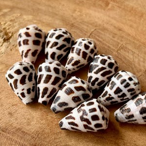 Jewelry Grade Hebrew Cone Shells – Cleaned & Ready for Crafting – Light Clear Coat  /Japanese Beach Find C1