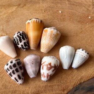 Japanese Cone Shell: Natural Japanese Beach Find C34