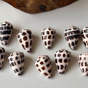 Jewelry Grade Hebrew Cone Shells – Cleaned & Ready for Crafting – Light Clear Coat  /Japanese Beach Find C6