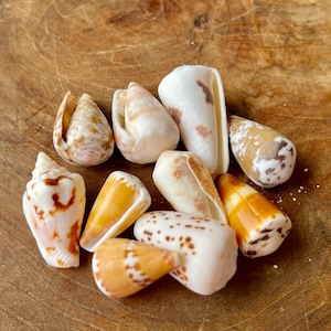 Könnte beinhalten: Eine Sammlung von zehn Kegelschneckenhäusern in verschiedenen Größen und Formen. Die Gehäuse haben eine glatte, polierte Oberfläche mit natürlichen Mustern in Weiß-, Creme-, Beige-, Orange- und Dunkelbrauntönen. Jedes Gehäuse hat eine konische Form.