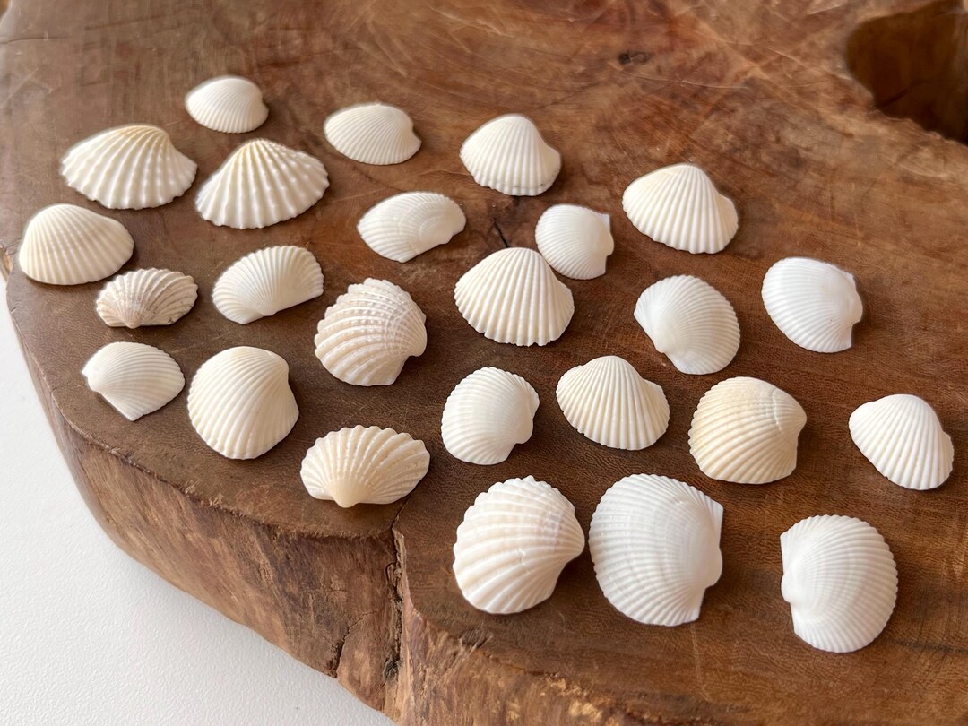 Thais Shell Japanese Rock Shell – Thais Clavigera Kumasaruboo Seashell: Natural ...