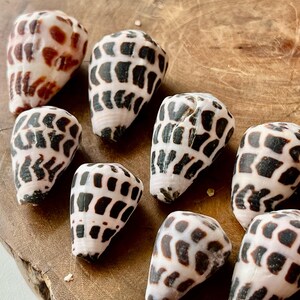 May include: A collection of seven cone shells featuring smooth, white surfaces with distinct dark brown to black geometric patterns. Each shell displays a conical shape with a pointed apex and a wide base, showcasing natural variations in markings.