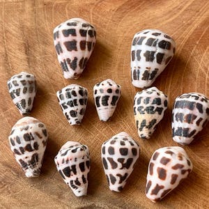 May include: A collection of ten cone shells, each featuring a distinct white base color with dark brown to black rectangular or square-shaped markings arranged in a grid-like pattern across the exterior surface of the conical shells.