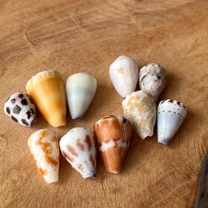 Japanese Cone Shell: Natural Japanese Beach Find C28