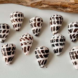 May include: A collection of nine cone shells arranged in a group. Each shell features a smooth, off-white base colour with a distinct pattern of dark brown to black rectangular markings that wrap around the conical shape of the sea shells.