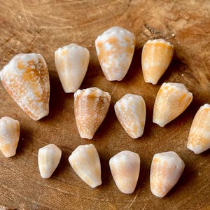 Könnte beinhalten: Eine Sammlung von dreizehn Kegelschneckenhäusern in unterschiedlichen Größen, die jeweils eine glatte, konische Form mit einem gesprenkelten Muster in Weiß sowie Orange- und Beigetönen aufweisen. Die Gehäuse sind locker gruppiert angeordnet.