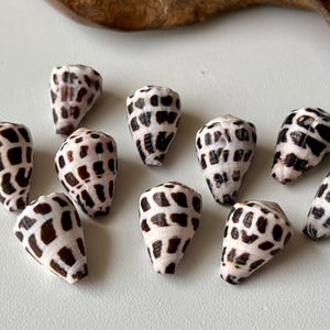 Jewelry Grade Hebrew Cone Shells – Cleaned & Ready for Crafting – Light Clear Coat  /Japanese Beach Find C12