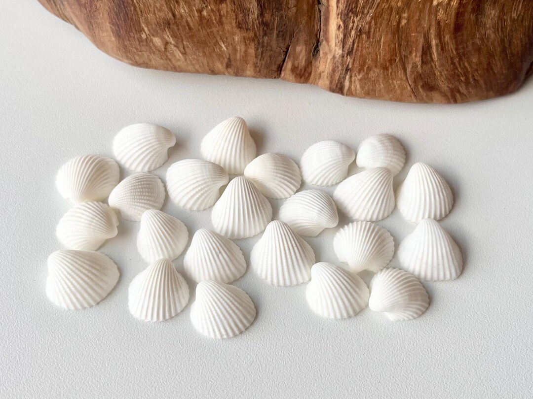 Thais Shell Japanese Rock Shell – Thais Clavigera Kumasaruboo Seashell: Natural ...