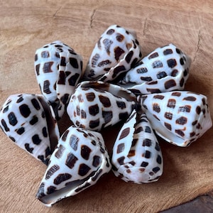 Jewelry Grade Hebrew Cone Shells – Cleaned & Ready for Crafting – Light Clear Coat  /Japanese Beach Find C17