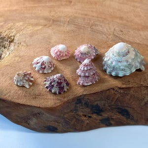 May include: A collection of small, colorful seashells in shades of pink, white, and purple, arranged on a textured, wooden surface. The shells vary in size and shape, with some featuring intricate patterns and textures. The shells are a natural, decorative element.