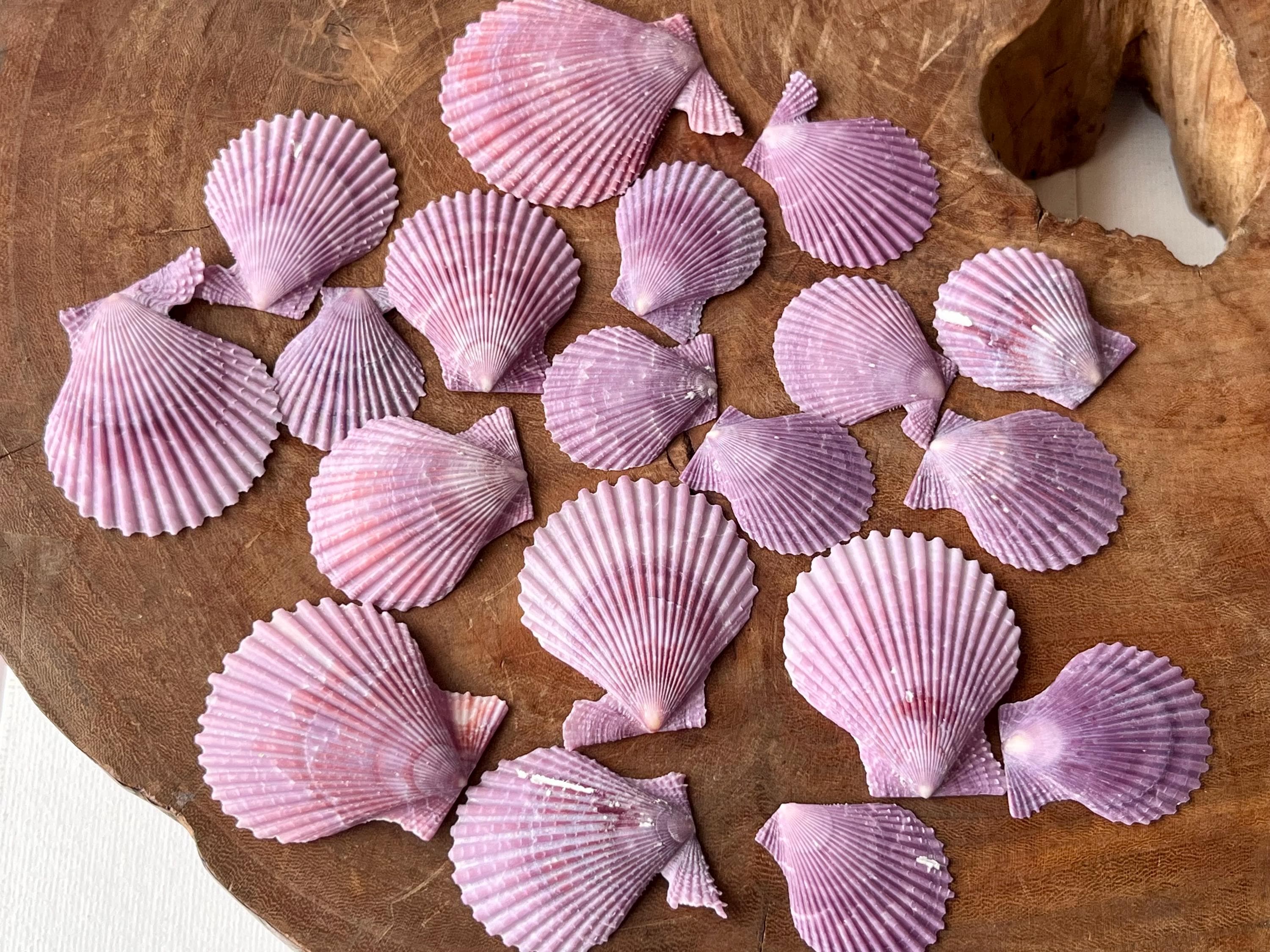 天然素材　貝殻　珊瑚　シー玉　ブンブク　ウニ殻　海藻　微小貝 天然素材 貝殻 珊瑚 シー玉 ブンブク ウニ殻 海藻 微小貝